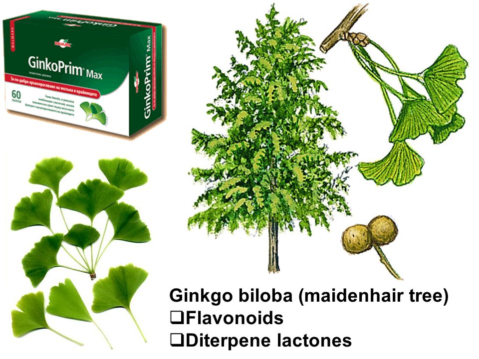 Ginkgo biloba para que sirve en el hombre